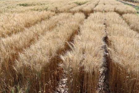 توسعه کشت قراردادی گندم نیاز ضروری بخش کشاورزی
