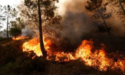 اراضی جنگلی گیلان امسال ۷۶ درصد کمتر سوختند