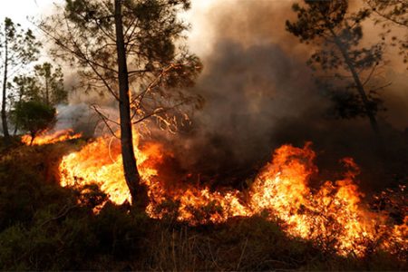 اراضی جنگلی گیلان امسال ۷۶ درصد کمتر سوختند