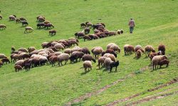 ذخیره‌سازی دام زنده به جای گوشت منجمد