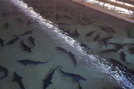 طرح پرورش ماهیان خاویاری در خوزستان آغاز شد