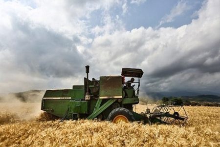 کشت گندم در ۵.۷ میلیون هکتار از مزارع کشور