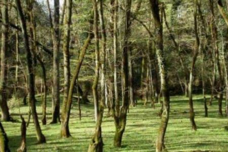 پارک جنگلی اراک دهکده گردشگری می‌شود