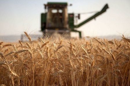 خرید بیش از ۷ میلیون تن گندم توسط شرکت بازرگانی دولتی ایران