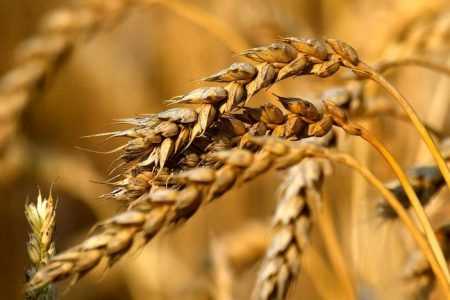 پیش‌بینی خرید ۸.۵ میلیون تنی گندم در سال زراعی جاری