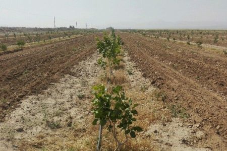 خشکسالی چهار هزار و ۱۰۰ میلیارد تومان به کشاورزی خراسان جنوبی خسارت زد