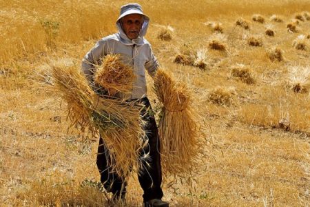 کام شیرین گندمکاران از خرید مناسب دولت به جای پرداخت ارز به‌ کشاورز خارجی‌
