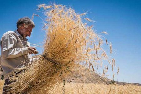 ۵ عامل خودکفاییِ تولید گندم در سایه اعتماد کشاورزان به وعده‌های دولت