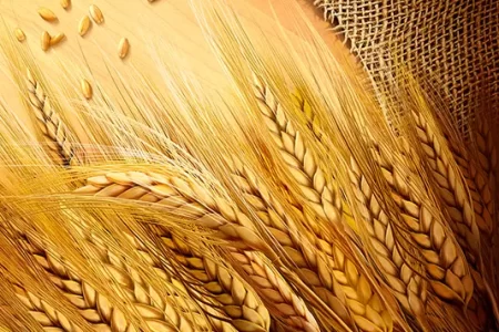چرا گندمکار آخرین دانه گندم را هم به سیلوی دولتی تحویل داد