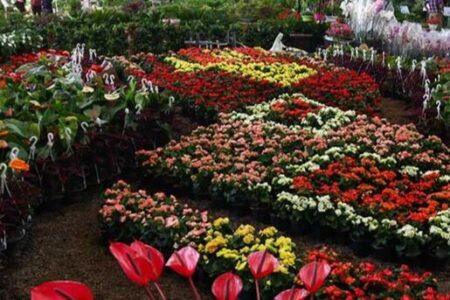 برپایی جشنواره گل و گیاه در تحقق وعده رئیس جمهور در ایجاد منطقه ویژه گردشگری پاکدشت