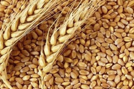 بهبود جایگاه ایران در بازارهای جهانی با خودکفایی در تولید گندم نان