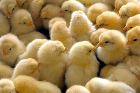 ‌تامین نیاز مرغ کشور با ۱۳۰ میلیون قطعه‌ جوجه‌ریزی ‌