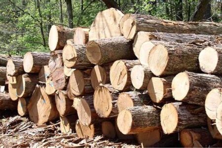 موانع واردات چوب به کشور، راهکار افزایش صادرات مبلمان چیست؟