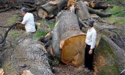 ماجرای قطع درختان الیمالات مازندران توسط یک سرمایه‌گذار