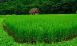 پیش‌بینی افزایش تولید برنج با بارش‌های مناسب در سال جاری