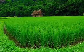 پیش‌بینی افزایش تولید برنج با بارش‌های مناسب در سال جاری