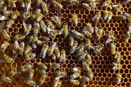 محصولات زنبور عسل معاف از پرداخت مالیات بر ارزش افزوده می‌شوند