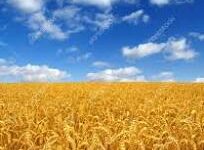 توقف واردات گندم در سال جاری،در سال پایانی دولت قبل ۷ میلیون تن گندم وارد شد