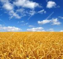 توقف واردات گندم در سال جاری،در سال پایانی دولت قبل ۷ میلیون تن گندم وارد شد