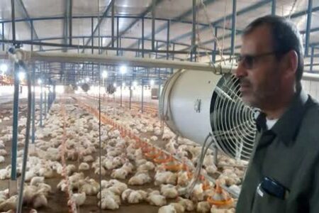 ‌دولت سیزدهم پروژه واردات مرغ در دولت روحانی‌ را به صادرات تبدیل کرد