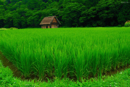 کشت ۶۵۰ هزار هکتار برنج در کشور، پیش‌بینی افزایش تولید برنج در سال جاری