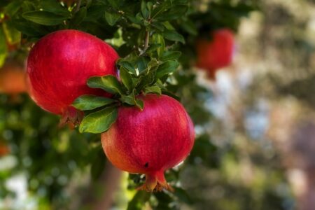 دستورالعمل تولید محصول سالم در اختیار بهره‌برداران قرار می‌گیرد